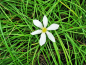Preview: weiße Amaryllis - Zephyranthes candida